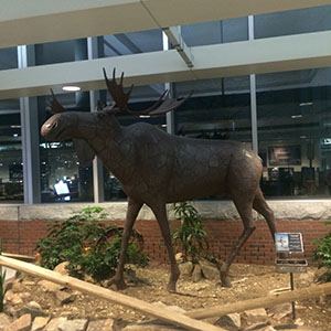 Moose at Manchester Airport
